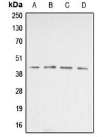 ACTB / Beta Actin Antibody (N-Terminus)