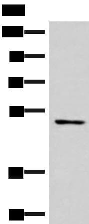 SMAD7 Antibody