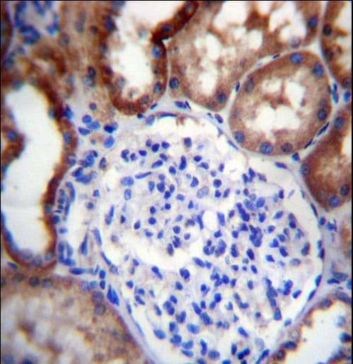 LINGO4 Antibody (aa543-571)