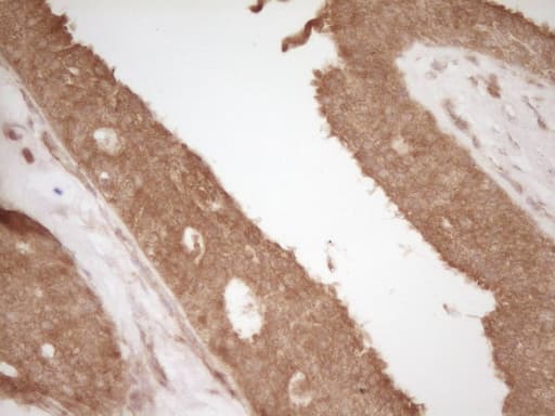 CD40 Antibody (aa21-166, clone OTI1F12)