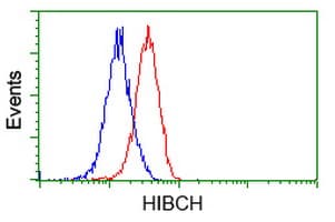 HIBCH Antibody (clone OTI1C7)