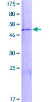 Human CCDC148 Protein (Recombinant GST)