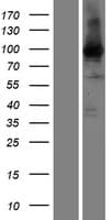 EEF2 / Elongation Factor 2 Protein (Over-Expression Lysate Myc-DDK (Flag))