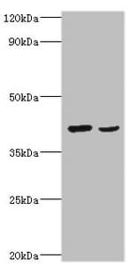 WNT2 / IRP Antibody (aa26-360)