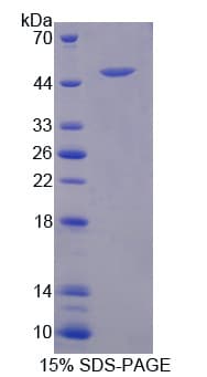 Mouse CPA3 Protein (Recombinant His-T7)