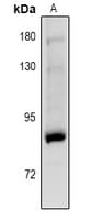 PRKCG / PKC-Gamma Antibody