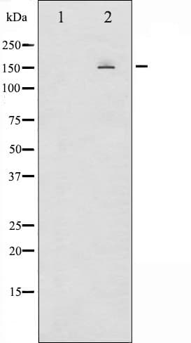 EGFR Antibody (phospho-Ser1026)