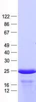 Human SPANXN3 Protein (Recombinant His, N-Terminal)