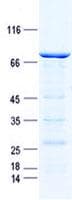 Human KIF12 Protein (Recombinant GST, N-terminus + His, C-terminus)