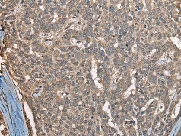 COX7A2L Antibody