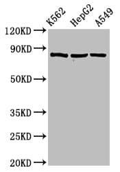 Polyclonal Rabbit anti-Human HSP90AB1 / HSP90 Alpha B1 Antibody