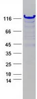 Human SLC4A1AP / Kanadaptin Protein (Recombinant Myc-DDK (Flag))