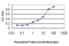 P40PHOX / NCF4 Antibody (clone 3C10)