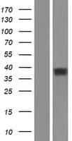Human OR52K2 Protein (Over-Expression Lysate Myc-DDK (Flag))