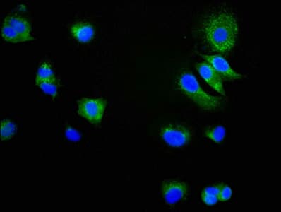 CD9 Antibody