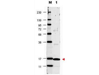 IL17A Antibody (Lyophilized)