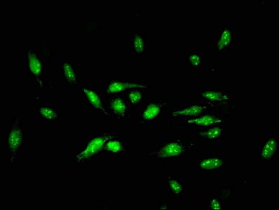 ID3 Antibody