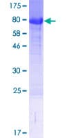 Human FAM63A Protein (Recombinant GST)