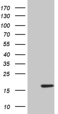 HHLA3 Antibody (clone OTI5D12)