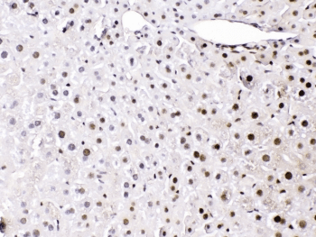 HMG1 / HMGB1 Antibody