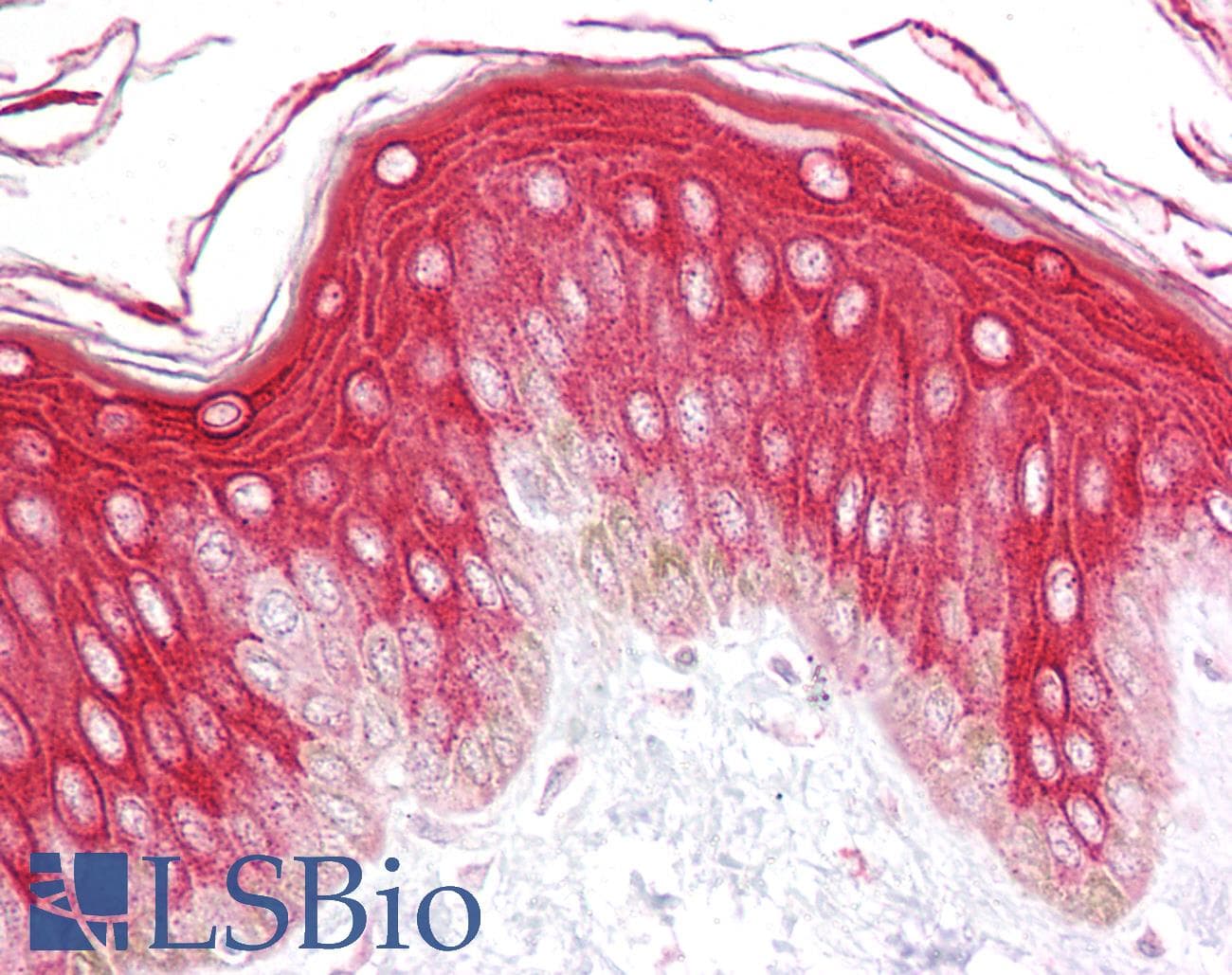 IHC-plus™ DUSP8 Antibody (aa456-487)
