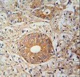 SLC35E2 Antibody (aa1-30)