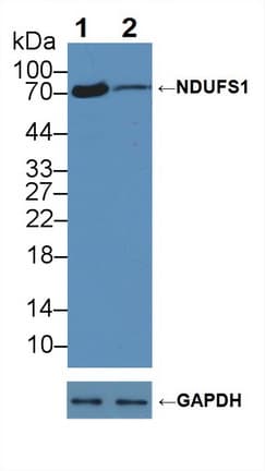 NDUFS1 Antibody (aa524-727)
