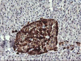 MAPK4 / ERK4 Antibody (clone OTI2F4)