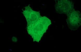 RAPGEF1 Antibody (clone OTI1F2)