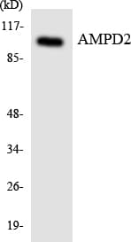 Polyclonal Rabbit anti-Human AMPD2 Antibody (aa118-167, WB)