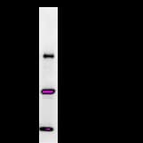 BARD1 Antibody (clone 2059C4a)