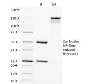 SOX2 Antibody (clone SOX2/1792, Azide-free, BSA-free)