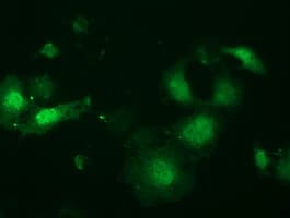 Monoclonal Mouse anti-Human LIN7B Antibody (clone OTI1D12, IF, WB)