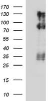 CD44 Antibody (clone OTI5C1)