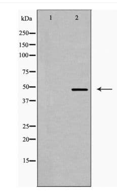 FBLN4 / EFEMP2 Antibody