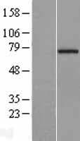 CCDC93 Protein (Over-Expression Lysate Myc-DDK (Flag))