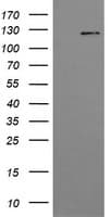 Monoclonal Mouse anti-Human PIK3CG / PI3K Gamma Antibody (clone OTI2B1, IHC, WB)