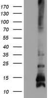FXYD3 Antibody (clone OTI1D1)