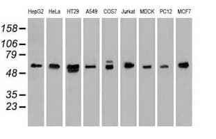 Monoclonal Mouse anti-Human NRBP1 / NRBP Antibody (clone OTI7C5, IHC, WB)