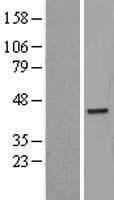 PAR6B / PARD6B Protein (Over-Expression Lysate Myc-DDK (Flag))