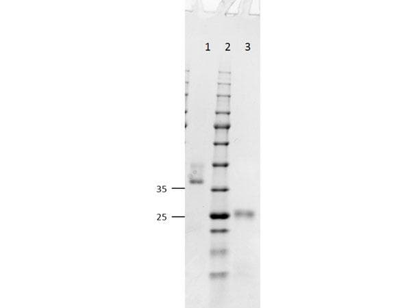 Polyclonal Goat Anti-Mouse IgG Secondary Antibody (IHC, WB)