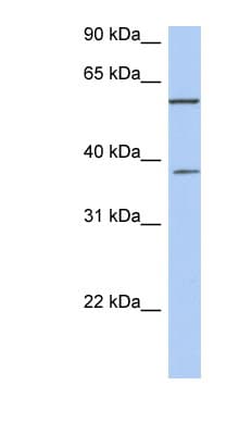 NUP43 Antibody (C-Terminus)