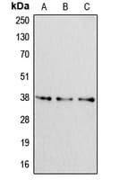APOF / Apolipoprotein F Antibody (C-Terminus)