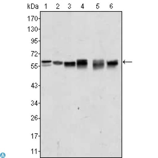 AKT2 Antibody