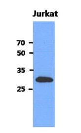 MEMO1 Antibody (clone AT1E9)