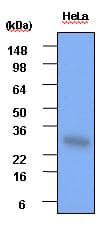 IHC-plus™ Monoclonal Mouse anti-Human HSPB1 / HSP27 Antibody (clone 2A5, aa1-205, IHC, WB)