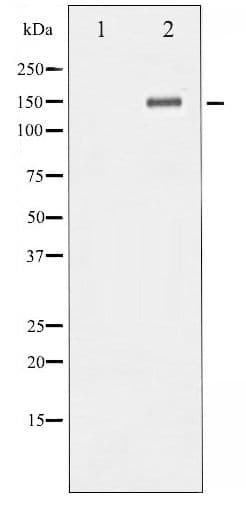 Polyclonal Rabbit anti-Human NTRK2 / TRKB Antibody (phospho-Tyr705, IHC, IF, WB)