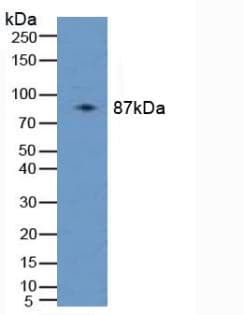 PLAA Antibody (aa162-312, Biotin)