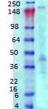 ANK3 / ANKYRIN-G Antibody (C-Terminus, clone S106-20, APC)