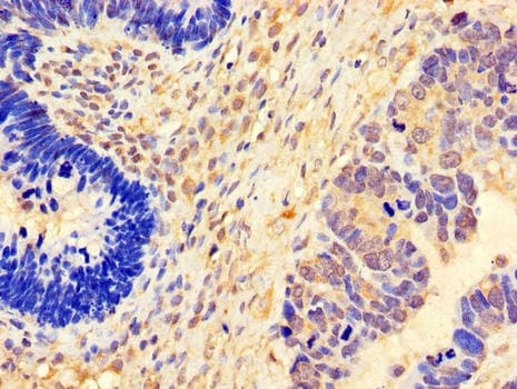 FGF8 Antibody